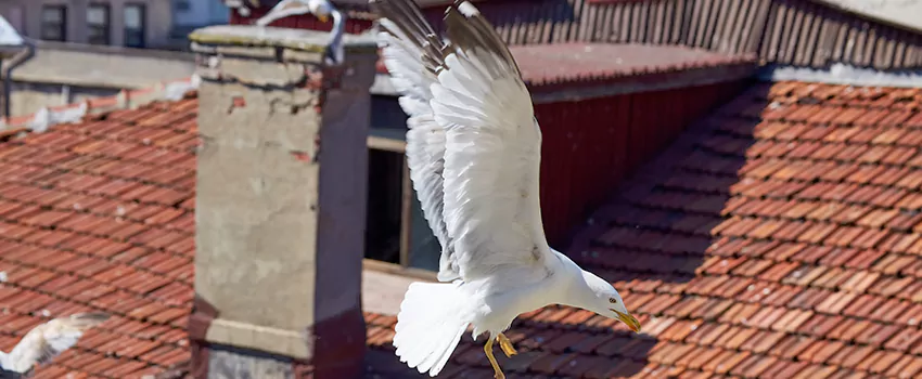 Residential Chimney Animal Removal Solution in Valle Vista, CA